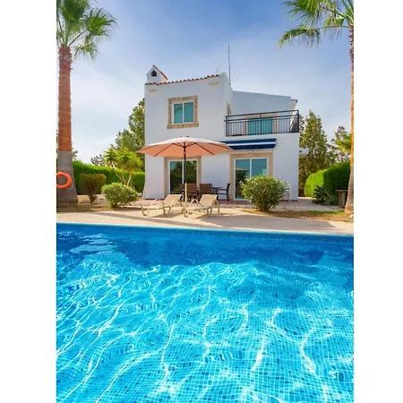 Chrysanthemum Paphos