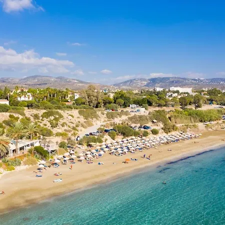 Chrysanthemum Villa Paphos